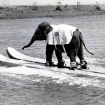 elephant-on-water-skis